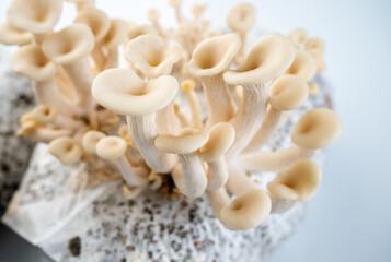 Growing Oyster Mushrooms  in Grow Bag at Home