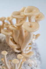 Growing Oyster Mushrooms  in Grow Bag at Home