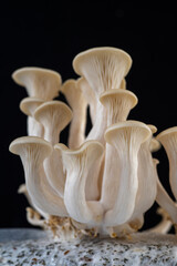 Growing Oyster Mushrooms  in Grow Bag at Home