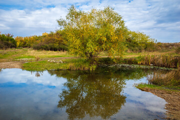 A tranquil autumn scene featuring a willow tree with yellow-green leaves reflected in a calm pond bordered by reeds and marshy ground, all set under a partially cloudy blue sky.