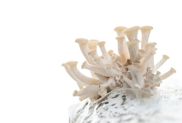 Close up of Fresh Oyster Mushrooms Growing Out of Grow Bag and Substrate