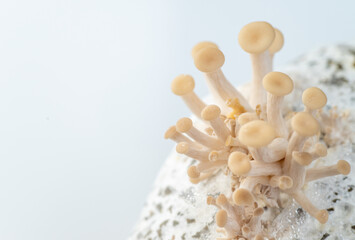 Close up of Fresh Oyster Mushrooms Growing Out of Grow Bag and Substrate