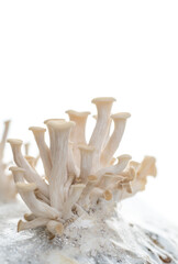 Close up of Fresh Oyster Mushrooms Growing Out of Grow Bag and Substrate