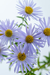 Close up of Light Purple Aster Flowers with Yellow Centers