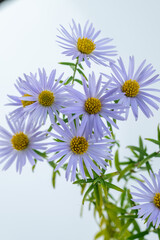 Close up of Light Purple Aster Flowers with Yellow Centers