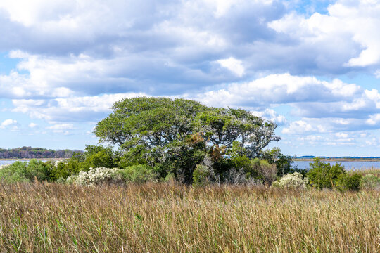A Grove of Trees Next to Marshland and Water in Back Bay National Wildlife Refuge Virginia Beach