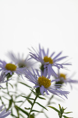 Close up of Light Purple Aster Flowers with Yellow Centers