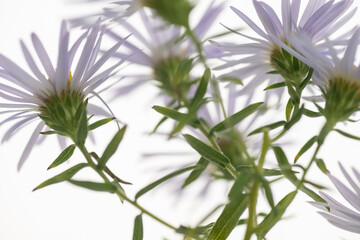 Close up of Light Purple Aster Flowers with Yellow Centers