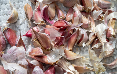 Close up of Pink Red Chesnok Garlic Cloves for Planting