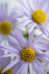 Close up of Light Purple Aster Flowers with Yellow Centers