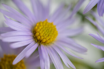 Obraz premium Close up of Light Purple Aster Flowers with Yellow Centers