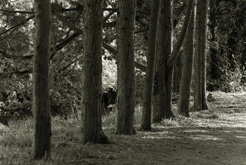 Rang&eacute;e d'arbres .