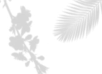 Dual Shadow Overlay: Floral Branch and Tropical Palm