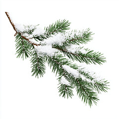 snow covered pine branch