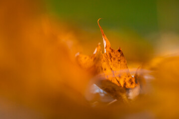 Bright backlit maple leaves in autumn forest