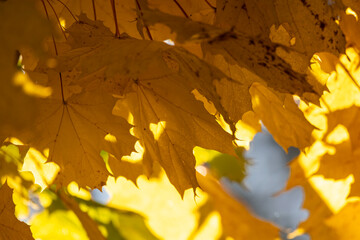 Bright backlit maple leaves in autumn forest
