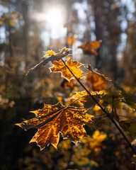 Bright backlit maple leaves in autumn forest
