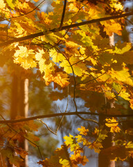 Bright backlit maple leaves in autumn forest