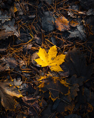 Bright backlit maple leaves in autumn forest
