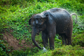 Fototapeta premium elephant in the jungle