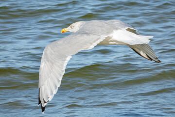 Fliegende Silbermöwe über dem Wasser
