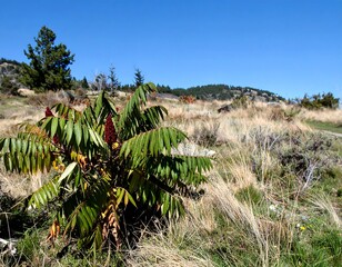 Sumac in a Field - A Vibrant Green Plant Against a Dry Landscape.