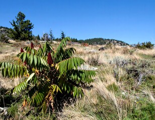 Sumac Shrub in a Grassy Field Under a Blue Sky.