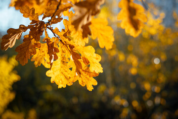 Golden backlit oak leaves close-up autumn nature