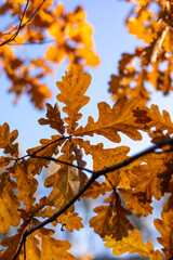 Golden backlit oak leaves close-up autumn nature