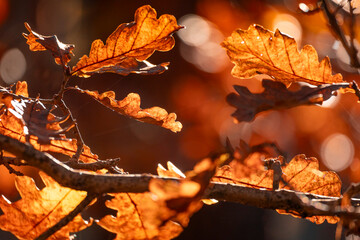 Golden backlit oak leaves close-up autumn nature