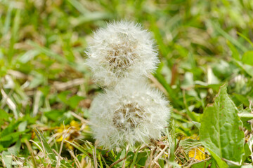 春の草原に並ぶふわふわのタンポポの綿毛