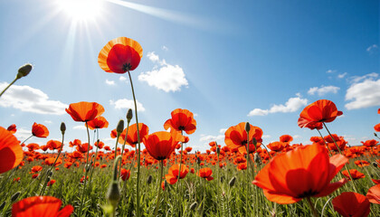 Naklejka premium Field of red poppies swaying in the breeze under a sunny sky 