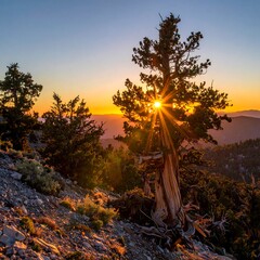 Sunburst Through Ancient Bristlecone Pine Tree at Sunset.