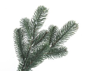 Branch of artificial fir tree on white background. Christmas decor