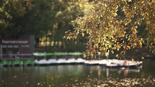 View of the autumn landscape of a birch tree against the background of a city pond
