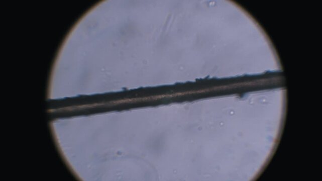 Extreme closeup of a damaged human hair fiber under microscope inspection. The rough surface texture and raised cuticle scales are visible for biology study, trichology diagnosis, or analysis.