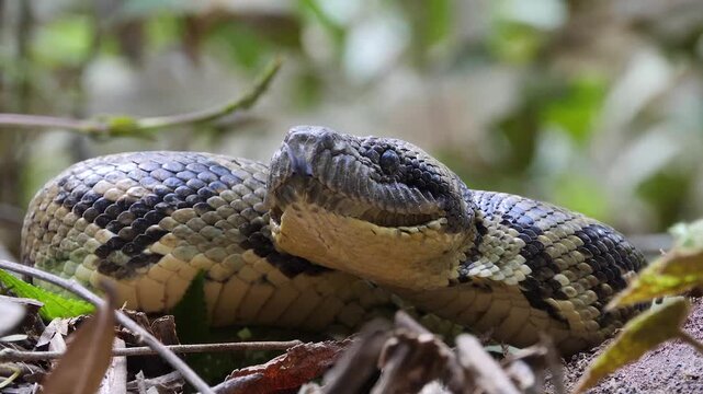 portrait of hissing Madagascar tree boa  499