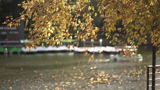 View of the autumn landscape of a birch tree against the background of a city pond