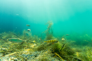 Ein Flussbarsch in einem See
