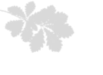 Delicate Branch and Leaves Shadow Overlay