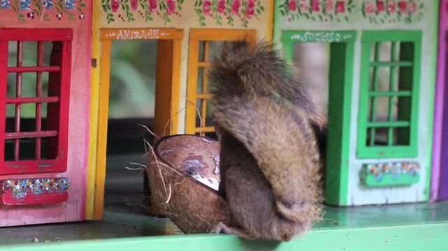 The video shows a beautiful squirrel feeding on a coconut in its natural habitat.	