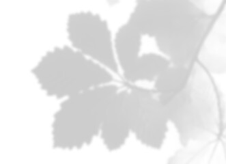 Delicate Branch and Leaves Shadow Overlay