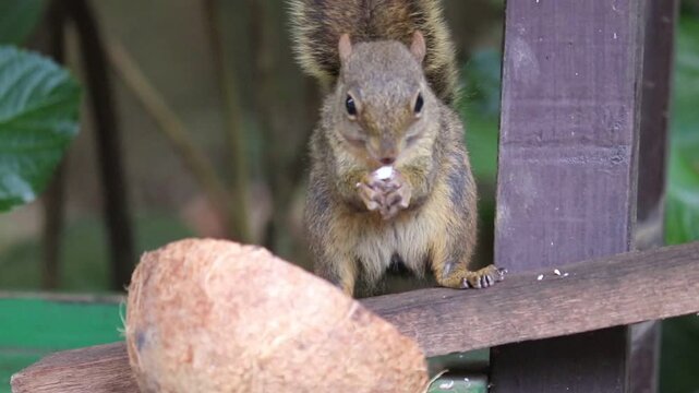 The video shows a beautiful squirrel feeding on a coconut in its natural habitat.	