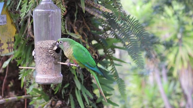 The enchanting beauty of the Maroon-bellied Parakeet in the wild.	