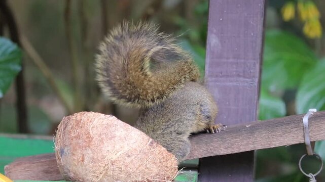 The video shows a beautiful squirrel feeding on a coconut in its natural habitat.