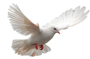 Obraz premium white dove flying, isolated on a transparent background 