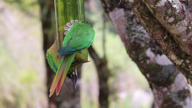 The enchanting beauty of the Maroon-bellied Parakeet in the wild.	