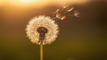 Obraz premium Golden Hour. A Study in Light and Delicate Textures of a Seed Head at Sunset.