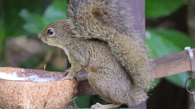The video shows a beautiful squirrel feeding on a coconut in its natural habitat.	