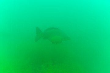 Ein Karpfen tief in einem See